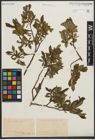 Foto von Salix phylicifolia L.